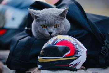 Маленькие мотоциклетные шлемы для кошек и щенков, мини-крутые модные шлемы, мотоциклетный шлем с полным лицом, наружная каска для защиты головы домашних животных